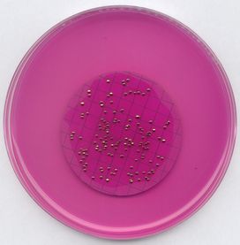 m-ENDO agar LES for microbiology