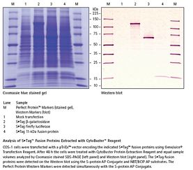 CytoBuster™ Protein Extraction Reagent