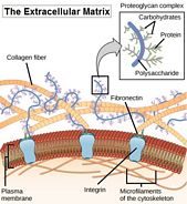 ECM not only a matrix