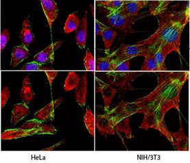 Anti-Glyceraldehyde-3-Phosphate Dehydrogenase Antibody, clone 6C5
