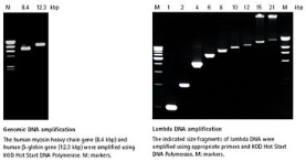 KOD Hot Start DNA Polymerase