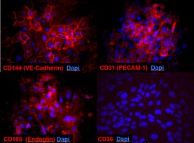 Blood-Brain Barrier hCMEC/D3 Cell Line