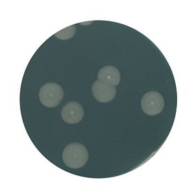 Yeast extract agar for microbiology