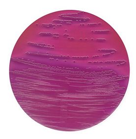 VRB agar for microbiology Fluorocult®