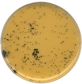 TSC (Tryptose Sulfite Cycloserine) agar (base) acc. ISO 7937 and ISO 14189