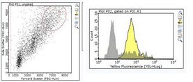 Anti-Thy 1.1 (CD90), clone T11D7e