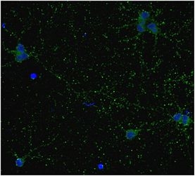 Anti-GAD67 Antibody, clone 1G10.2, Biotin Conjugate