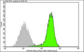 Anti-Oct-4, Clone 10H11.2, Alexa-488