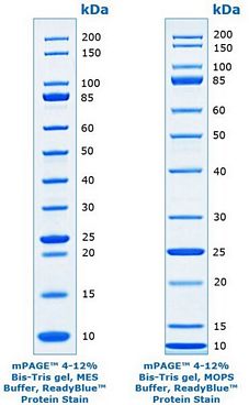 mPAGE™ Unstained Protein Standard