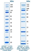 mPAGE™ Unstained Protein Standard