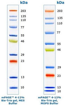 mPAGE™ Color Protein Standard