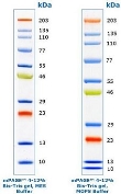 mPAGE™ Color Protein Standard