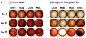 OsteoMAX-XF™ Differentiation Medium