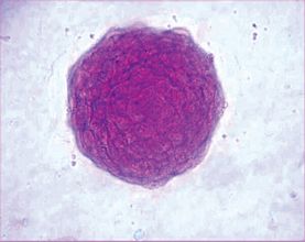 ES CELL CHARACTERIZATION KIT