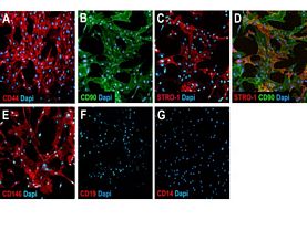 Human Mesenchymal Stem Cell Charact