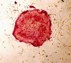 Fluorescent Human ES/iPS Cell Characteri