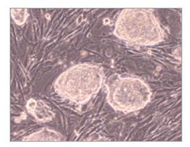 EmbryoMax® Primary Mouse Embryo Fibroblasts, Neo Resistant, Not Mytomycin C treated, Strain FVB, pas