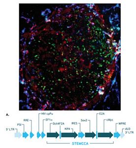 Hu STEMCCA Constitutive (OKSM) Kit