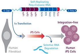 Simplicon™ RNA Reprogramming Kit