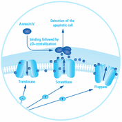 ApopNexin Annexin V FITC Apoptosis Kit