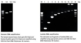 KOD Hot Start DNA Polymerase 20 U     דוגמה בלבד